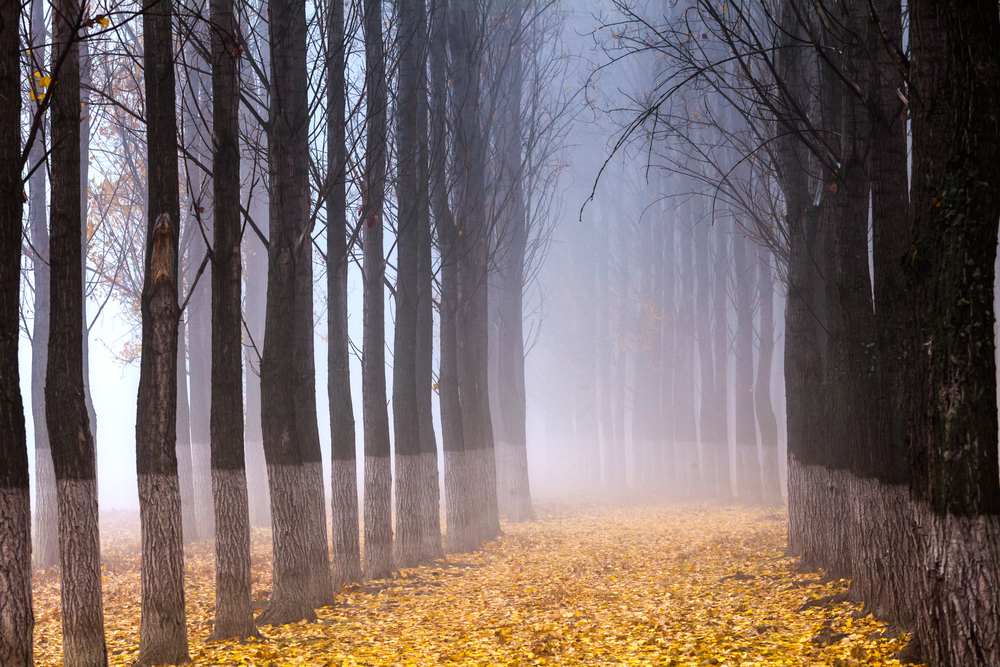 NLP 7 day Practitioner Coaching Course